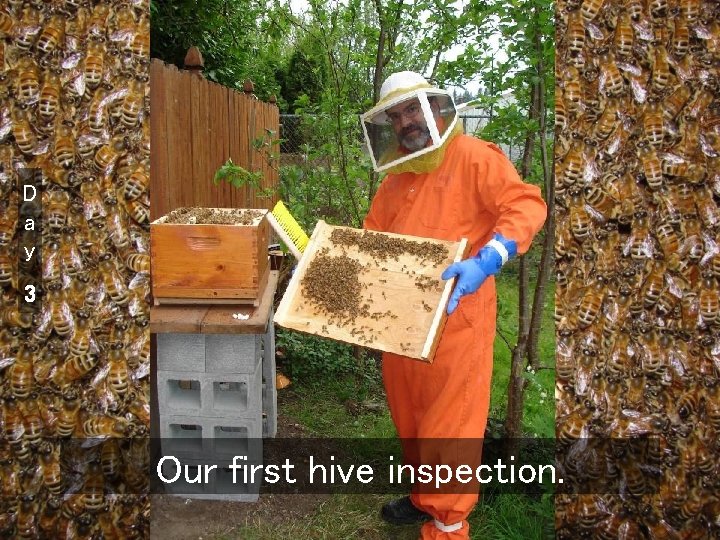D a y 3 Our first hive inspection. 
