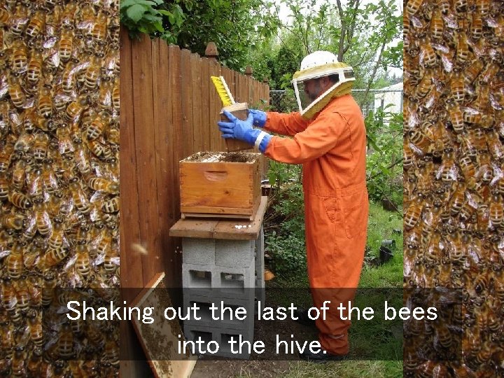 Shaking out the last of the bees into the hive. 