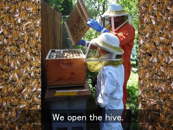 We open the hive. 