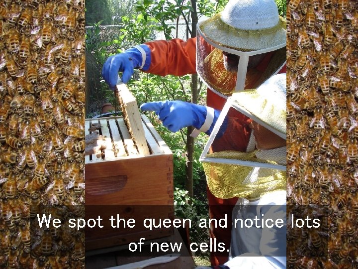 We spot the queen and notice lots of new cells. 