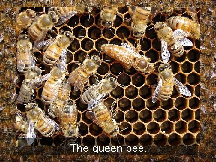 The queen bee. 