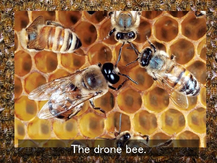 The drone bee. 