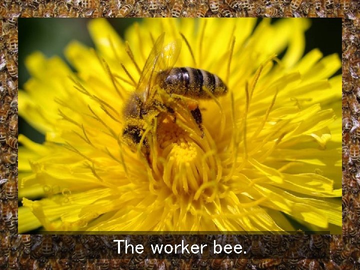 The worker bee. 