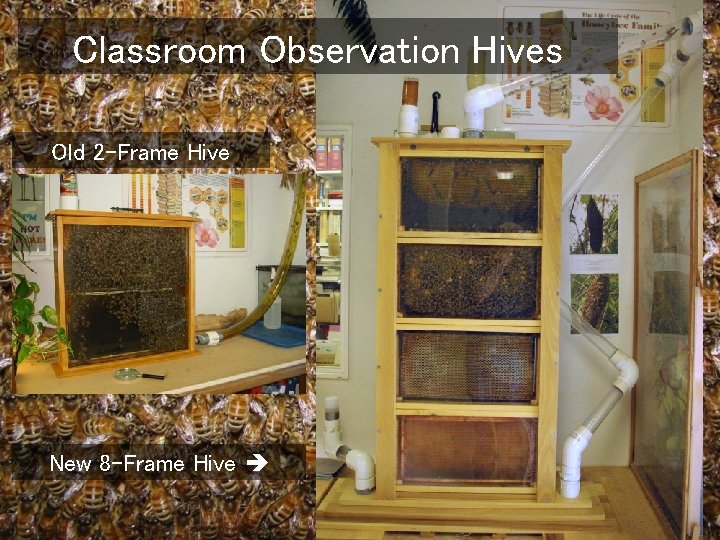 Classroom Observation Hives Old 2 -Frame Hive New 8 -Frame Hive 