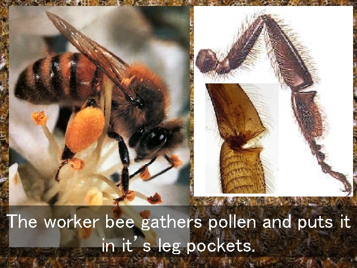 The worker bee gathers pollen and puts it in it’s leg pockets. 