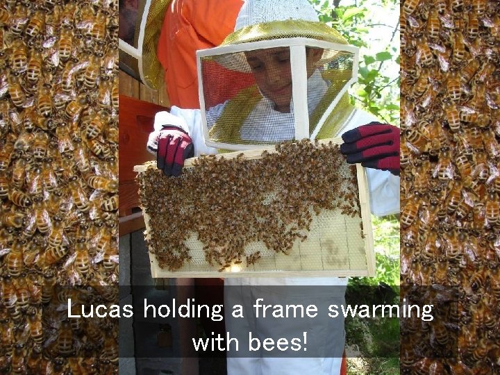 Lucas holding a frame swarming with bees! 