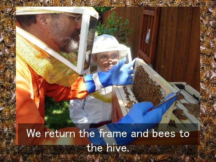We return the frame and bees to the hive. 
