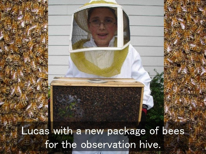 Lucas with a new package of bees for the observation hive. 