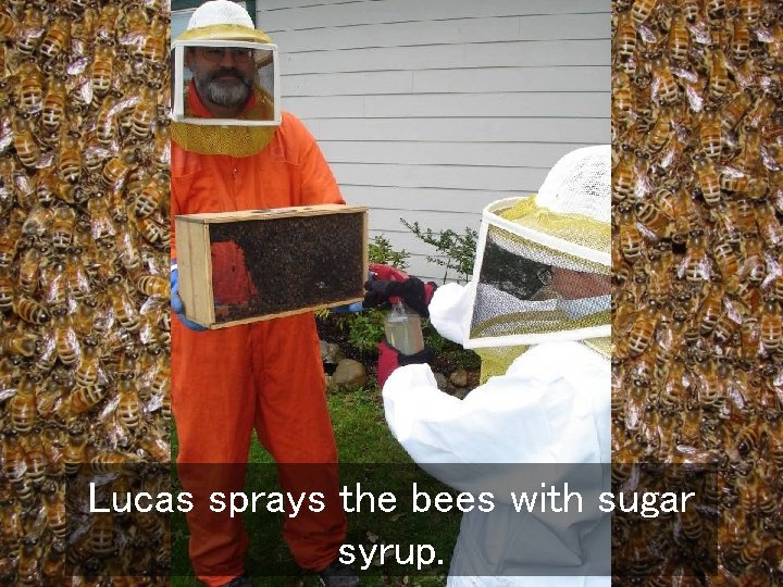 Lucas sprays the bees with sugar syrup. 