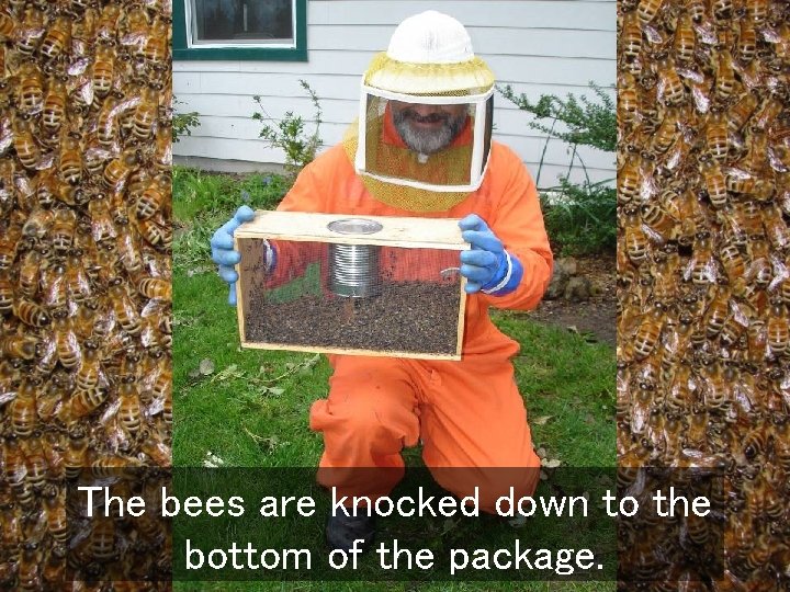 The bees are knocked down to the bottom of the package. 