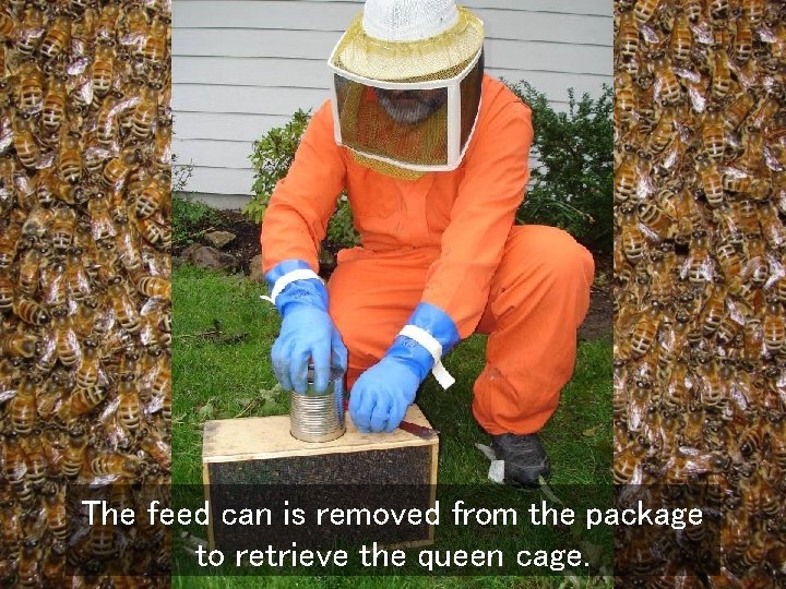 The feed can is removed from the package to retrieve the queen cage. 
