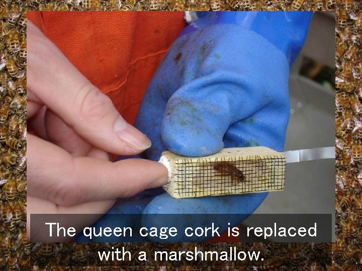 The queen cage cork is replaced with a marshmallow. 