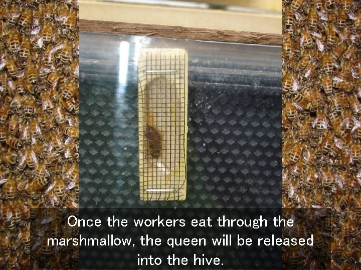 Once the workers eat through the marshmallow, the queen will be released into the