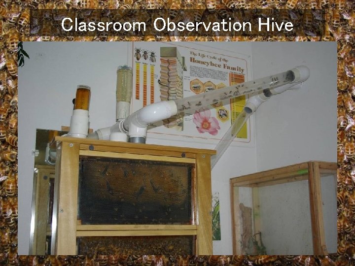 Classroom Observation Hive 