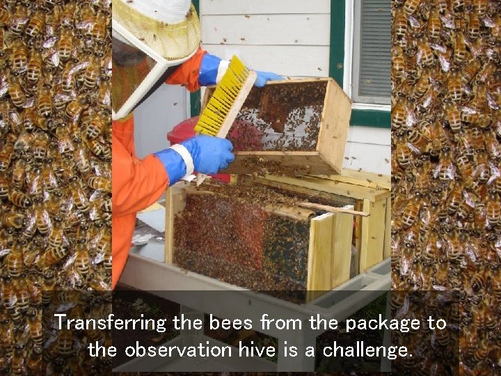 Transferring the bees from the package to the observation hive is a challenge. 