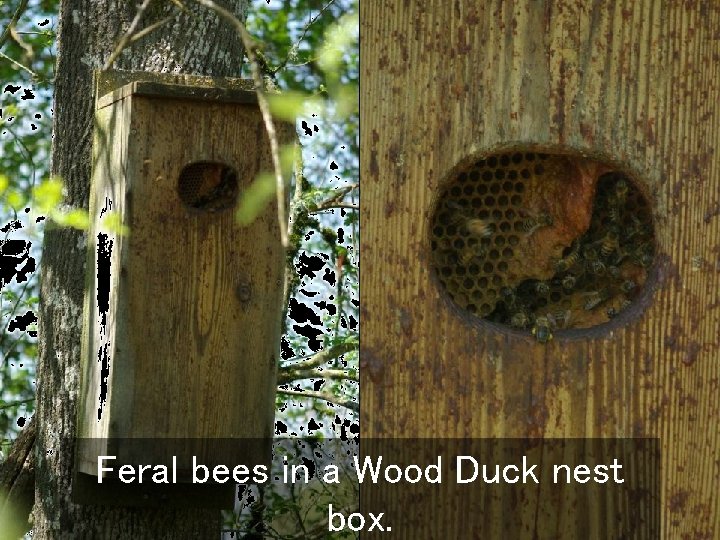 Feral bees in a Wood Duck nest box. 