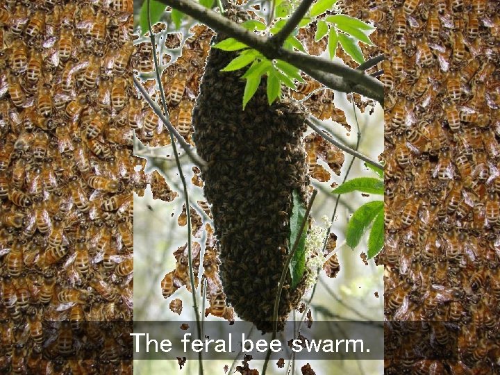 The feral bee swarm. 