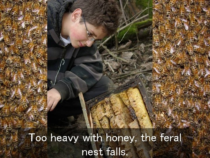 Too heavy with honey, the feral nest falls. 