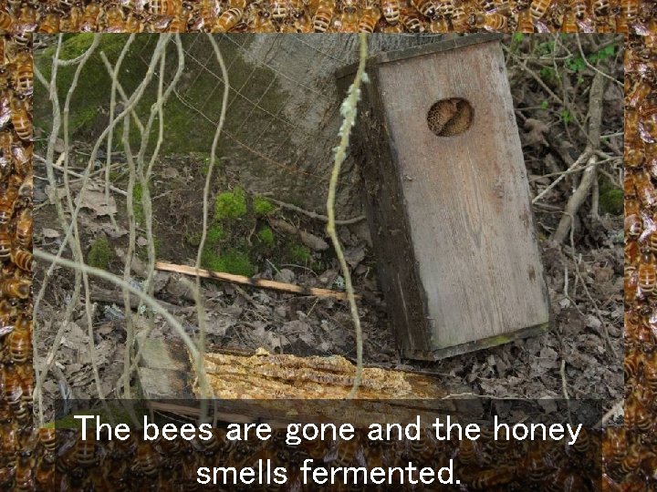 The bees are gone and the honey smells fermented. 