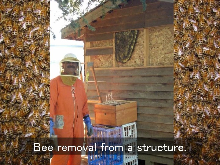 Bee removal from a structure. 