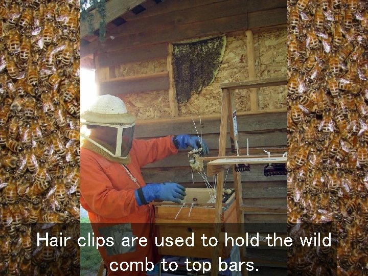 Hair clips are used to hold the wild comb to top bars. 