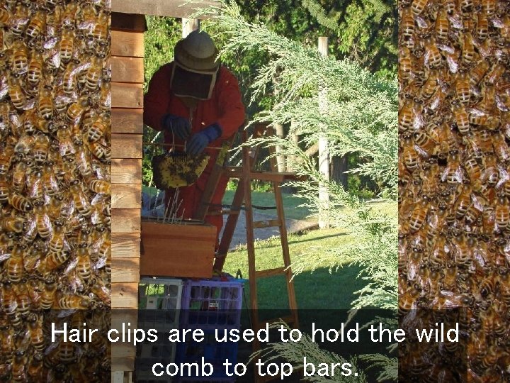 Hair clips are used to hold the wild comb to top bars. 