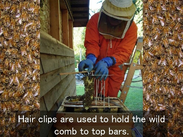 Hair clips are used to hold the wild comb to top bars. 