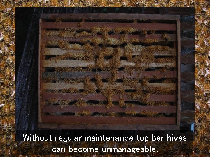 Without regular maintenance top bar hives can become unmanageable. 
