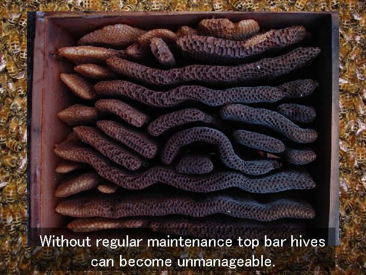 Without regular maintenance top bar hives can become unmanageable. 