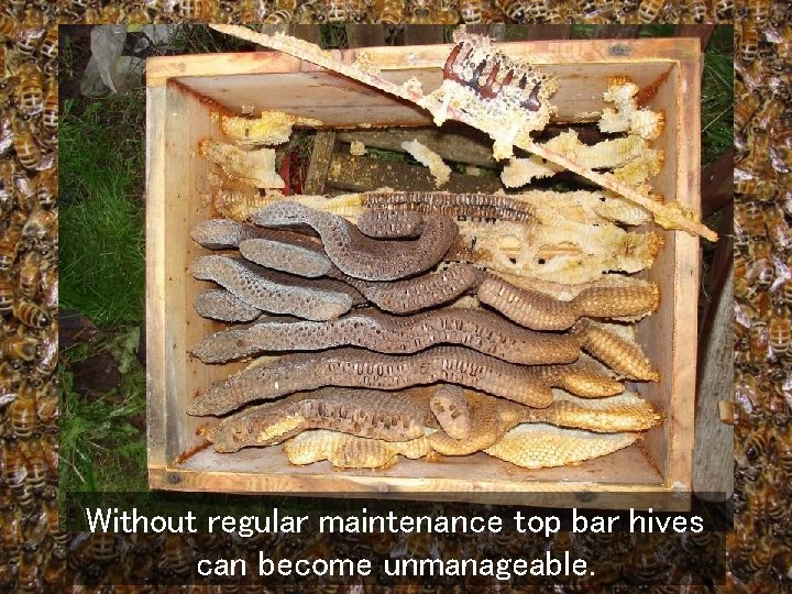 Without regular maintenance top bar hives can become unmanageable. 