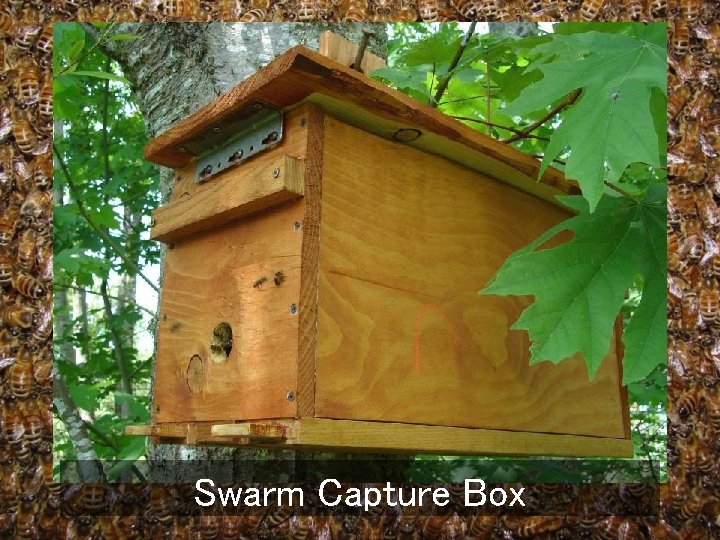 Swarm Capture Box 