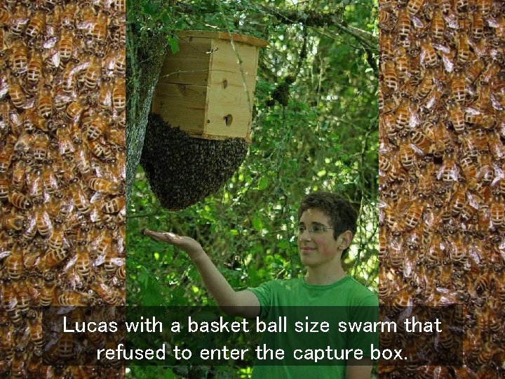 Lucas with a basket ball size swarm that refused to enter the capture box.