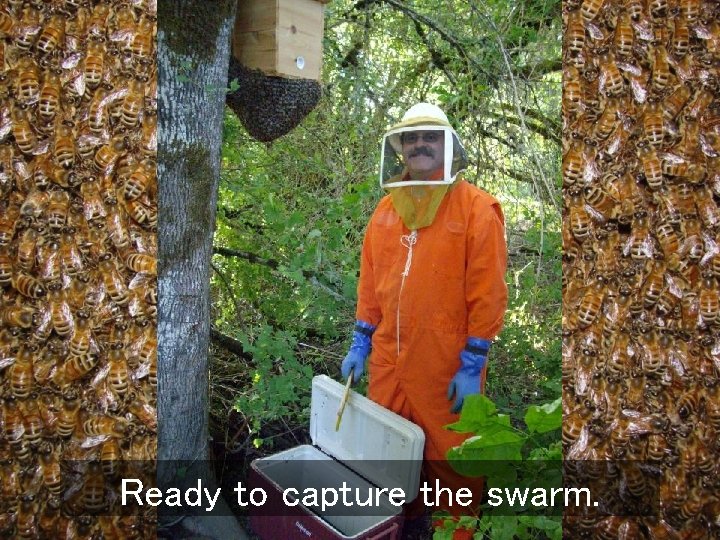 Ready to capture the swarm. 