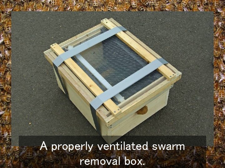 A properly ventilated swarm removal box. 