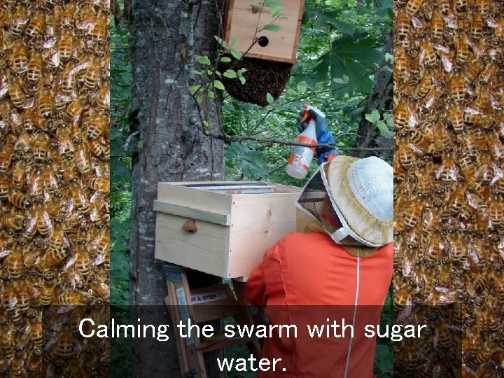 Calming the swarm with sugar water. 