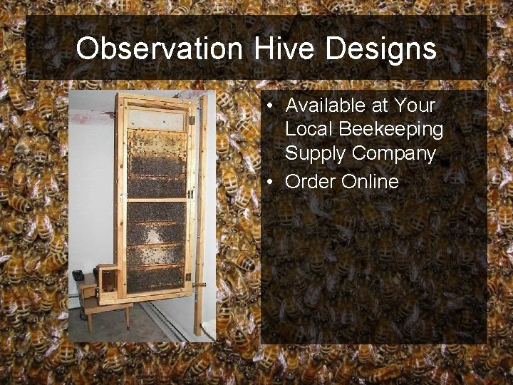 Observation Hive Designs • Available at Your Local Beekeeping Supply Company • Order Online