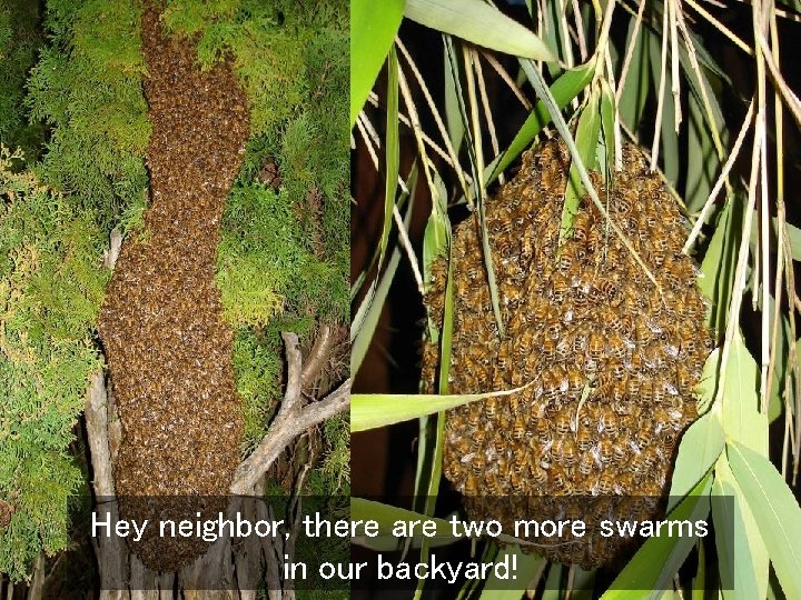 Hey neighbor, there are two more swarms in our backyard! 