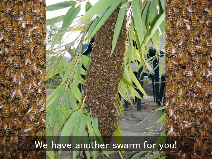 We have another swarm for you! 