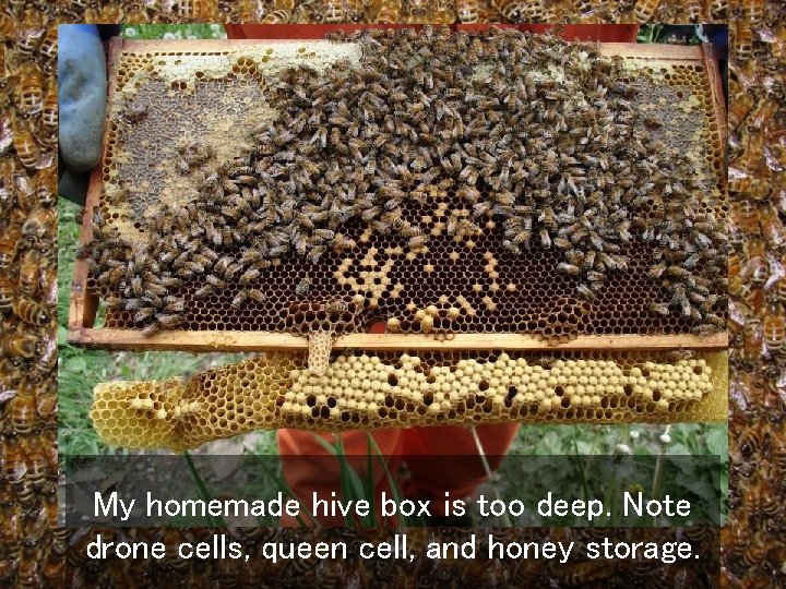 My homemade hive box is too deep. Note drone cells, queen cell, and honey