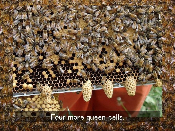 Four more queen cells. 