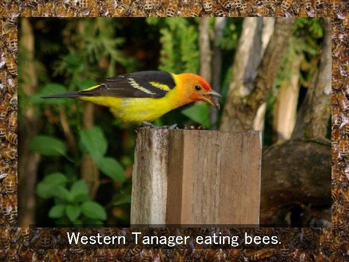 Western Tanager eating bees. 