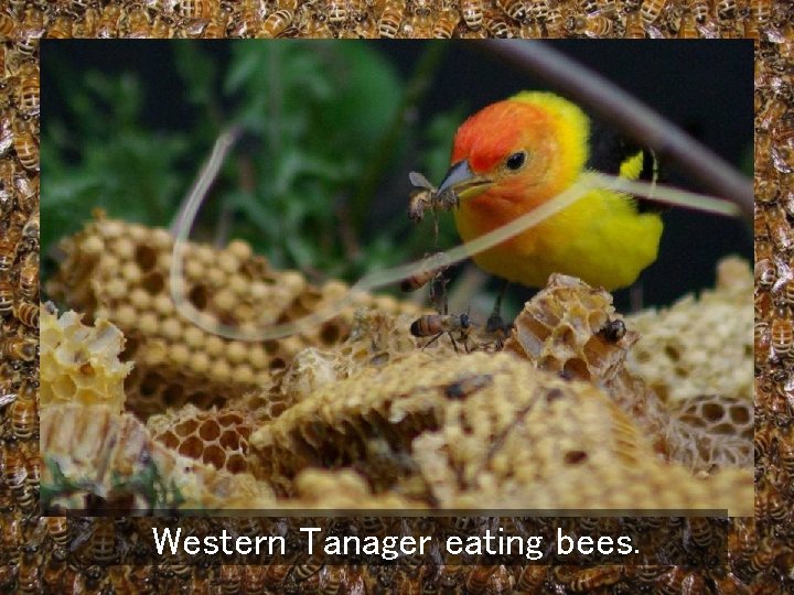 Western Tanager eating bees. 