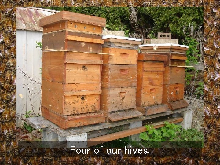 Four of our hives. 