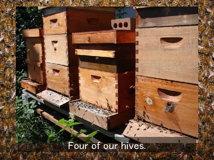 Four of our hives. 