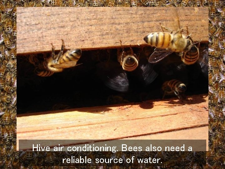 Hive air conditioning. Bees also need a reliable source of water. 