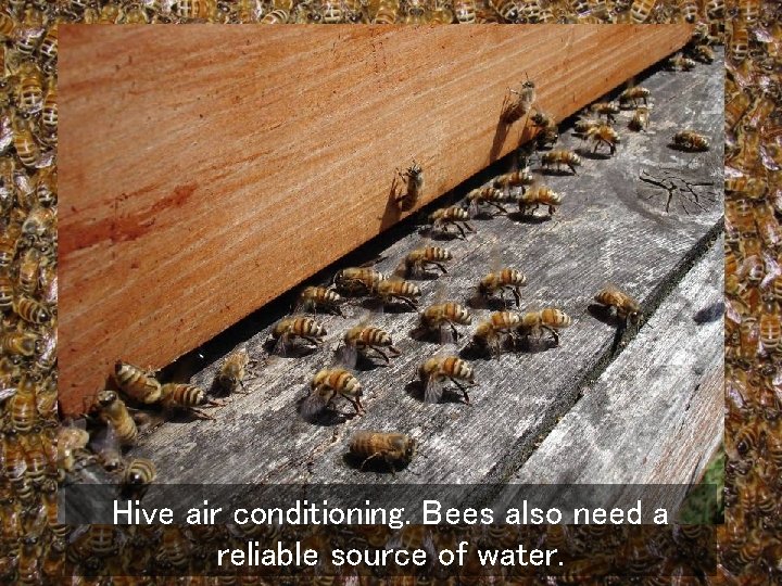 Hive air conditioning. Bees also need a reliable source of water. 