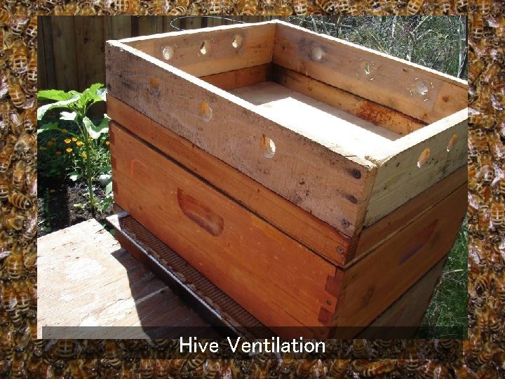 Hive Ventilation 