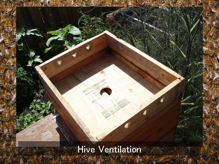 Hive Ventilation 