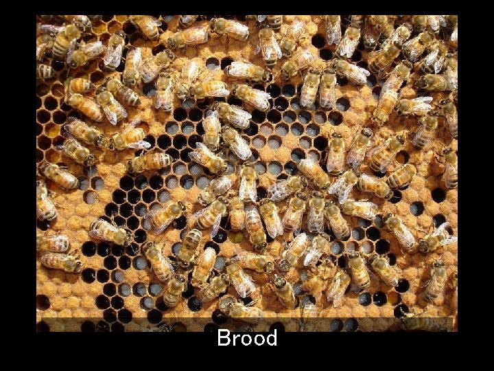 Brood 