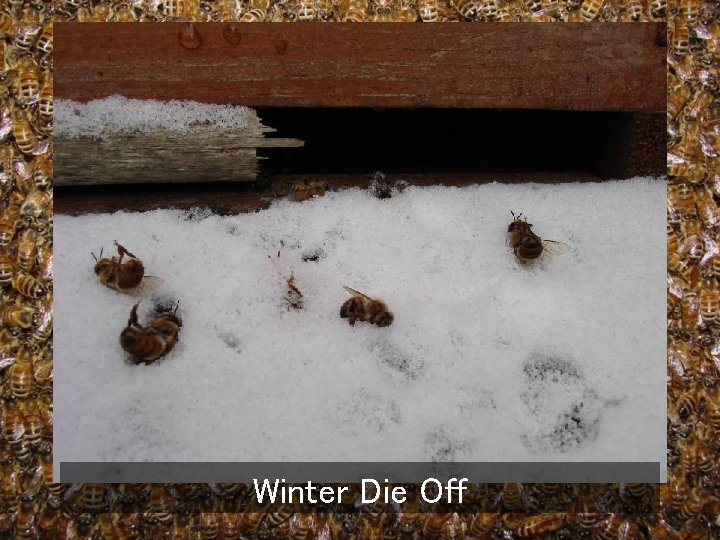 Winter Die Off 